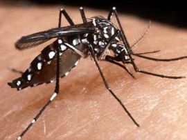 RN vive nova epidemia de dengue