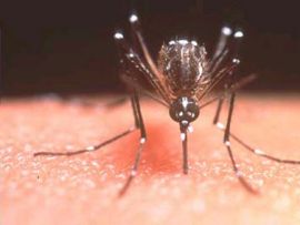 RN contabiliza um total de 9.530 casos confirmados de dengue