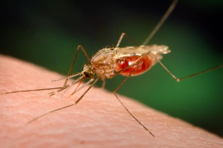 Natal intensificará ações de combate ao Aedes aegypti nos bairros de Mãe Luiza e Potengi