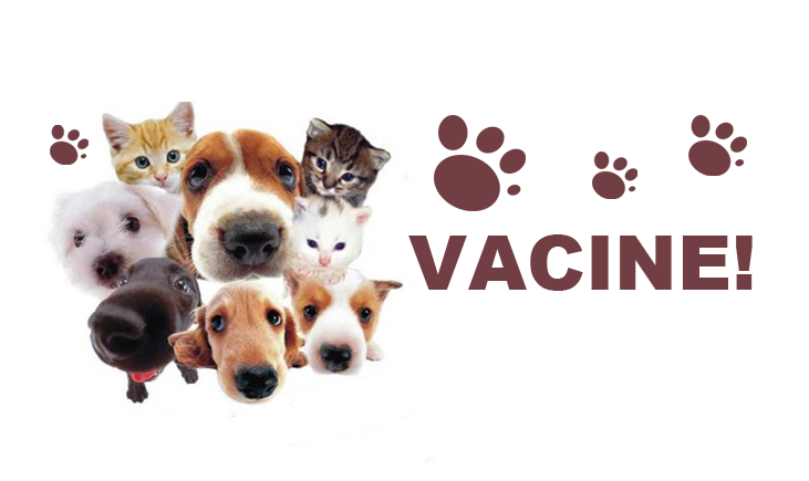 Iniciará vacinação antirrábica para cães e gatos em Jucurutu