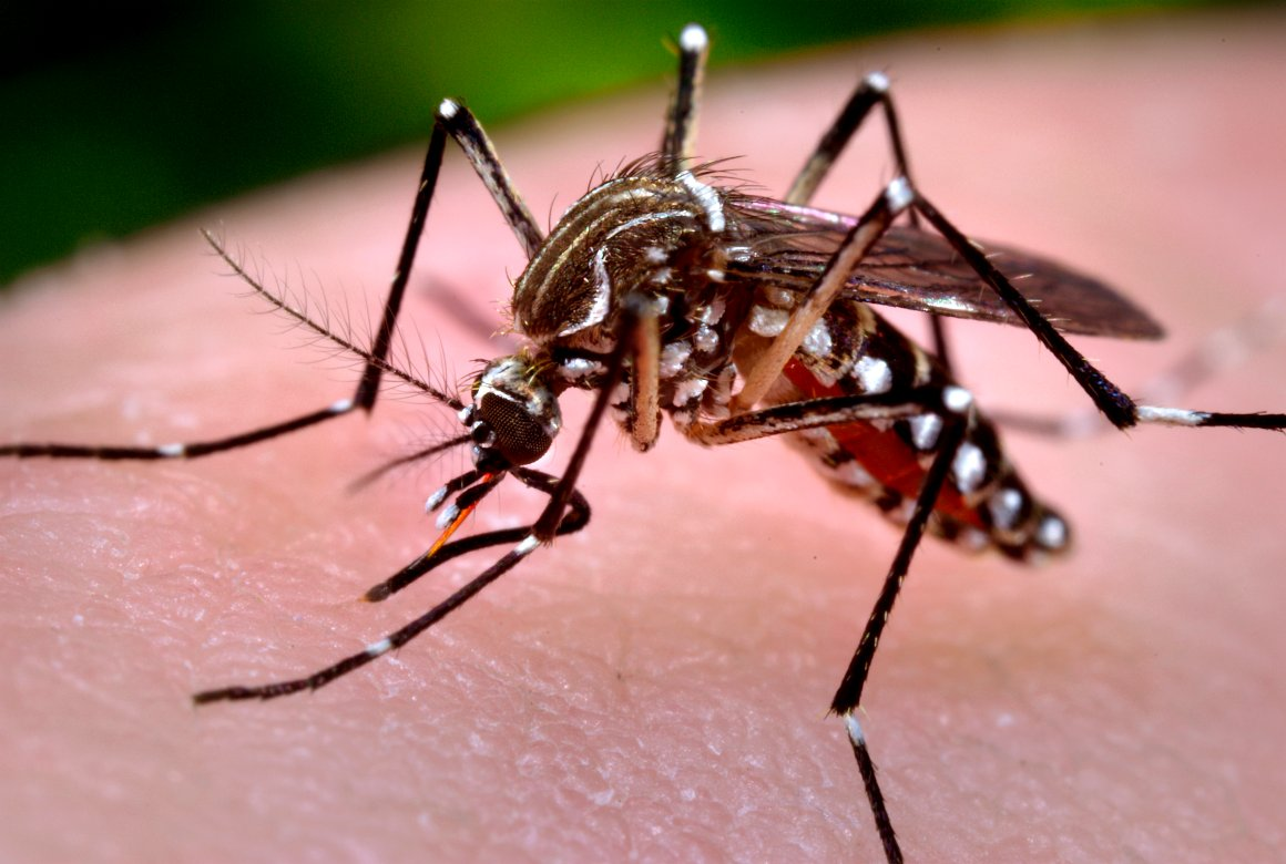 Anvisa analisa enquadramento técnico do mosquito Aedes aegypti transgênico
