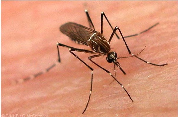 Cidades reforçam ações de combate ao mosquito