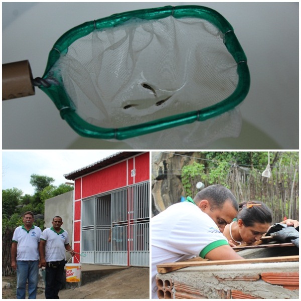 Ação contra o mosquito: Prefeitura de Jucurutu distribui peixes em reservatórios domiciliares