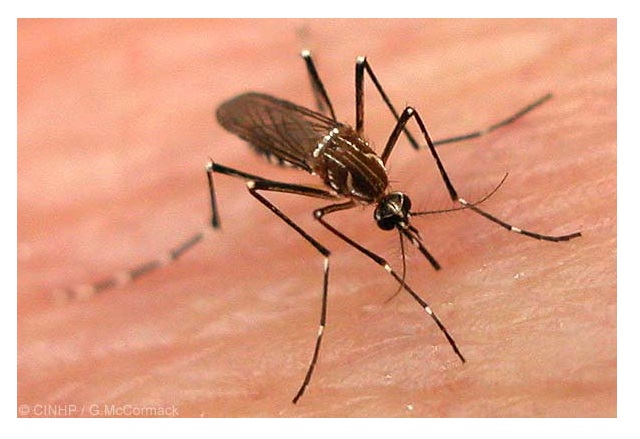 Rio Grande do Norte registra 21 municípios em situação de alerta ou risco de surto de dengue, chikungunya e zika