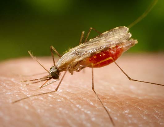 Ministério da Saúde lança campanha para combate à malária