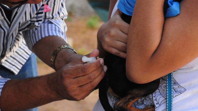 Mossoró atinge meta no dia D de vacinação Antirrábica